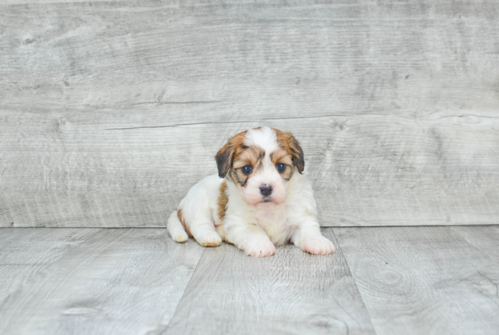 Cavachon Pup Being Cute