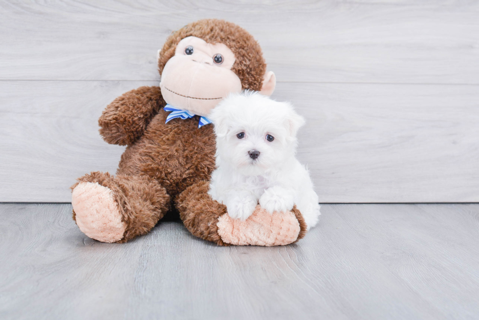 Playful Maltese Baby