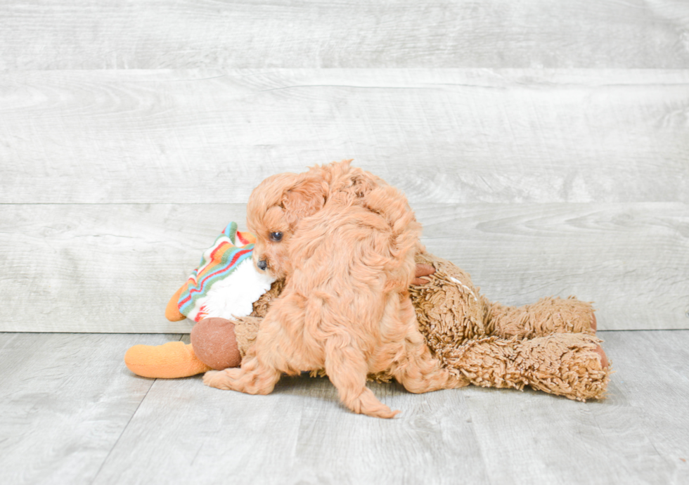 Playful Cavoodle Poodle Mix Puppy