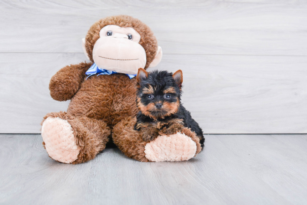 Meet Beckham - our Yorkshire Terrier Puppy Photo 