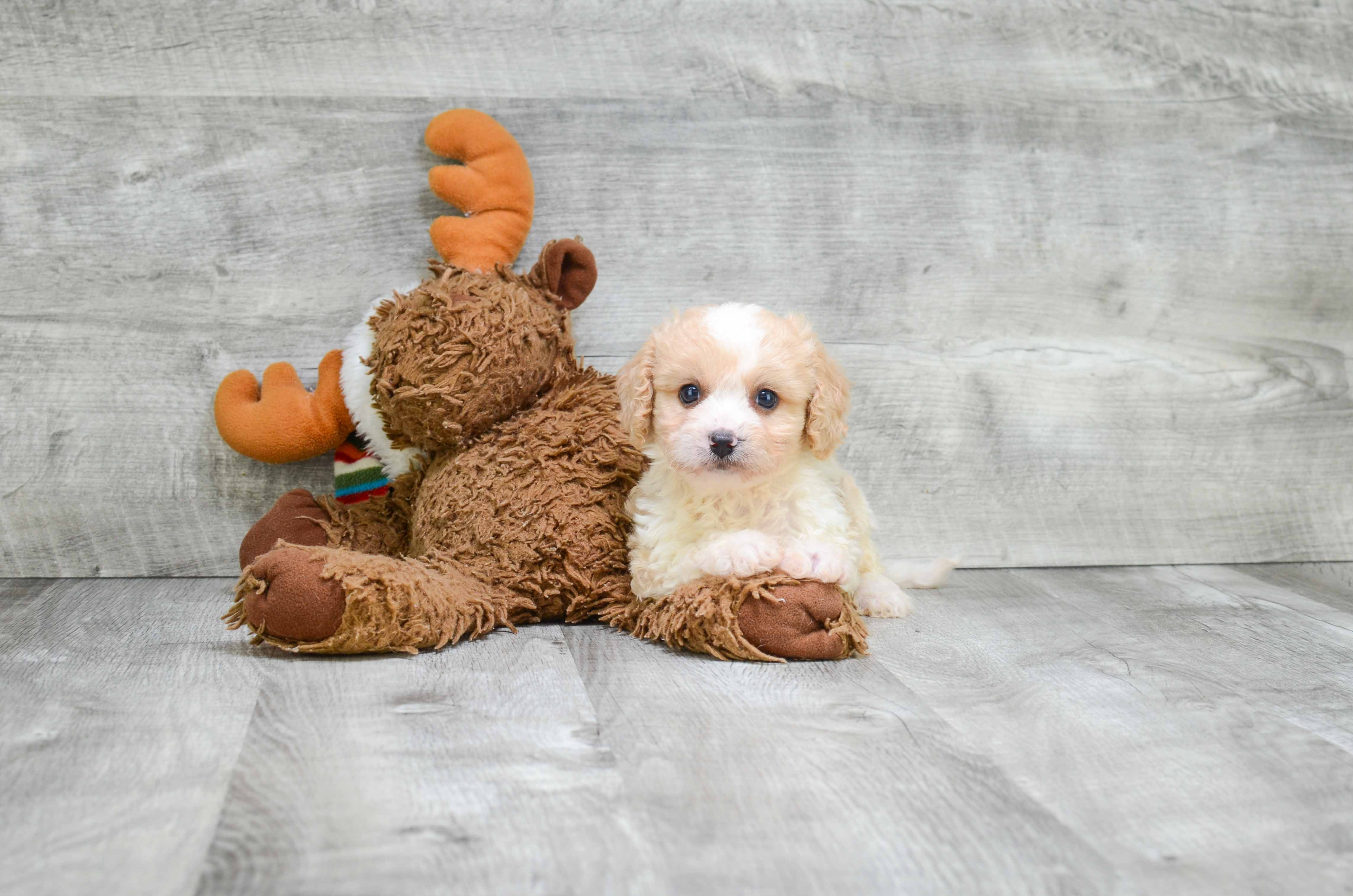 Energetic Cavalier Designer Puppy
