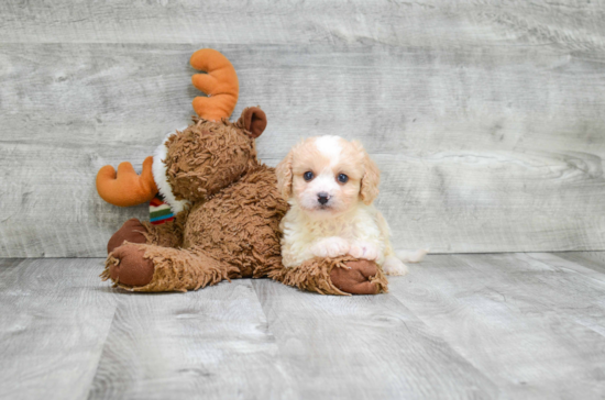 Energetic Cavalier Designer Puppy