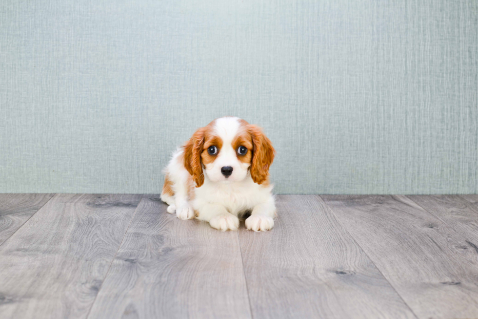 Hypoallergenic Cavalier King Charles Spaniel Purebred Pup