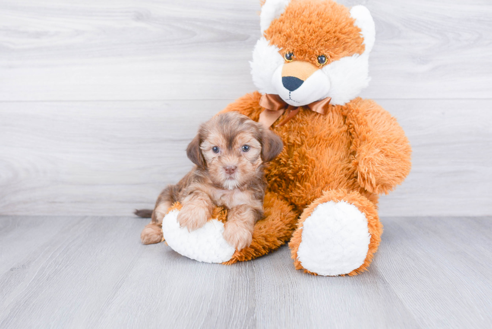 Shorkie Puppy for Adoption
