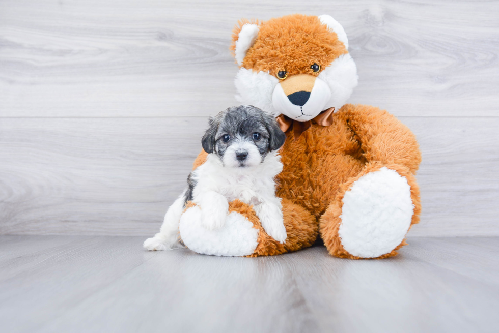 Popular Maltipoo Poodle Mix Pup