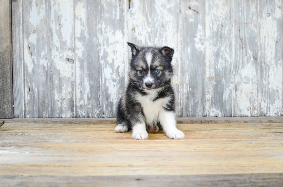 Adorable Mini Husky Designer Puppy