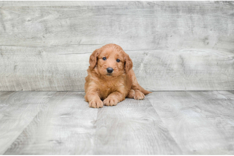 Playful Golden Retriever Poodle Mix Puppy