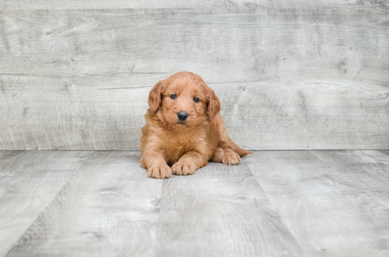 Playful Golden Retriever Poodle Mix Puppy