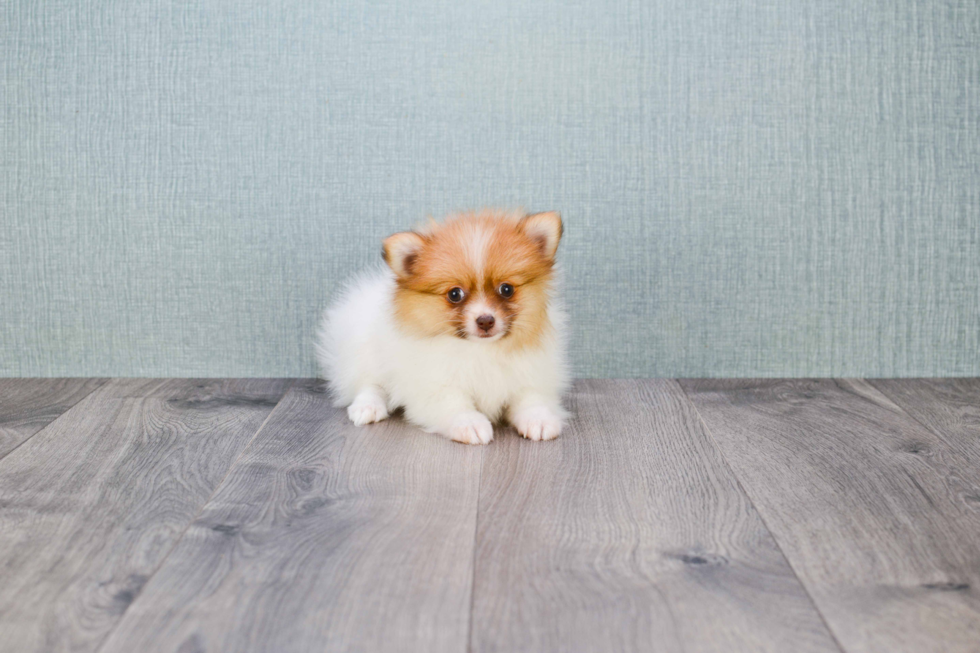 Pomeranian Pup Being Cute