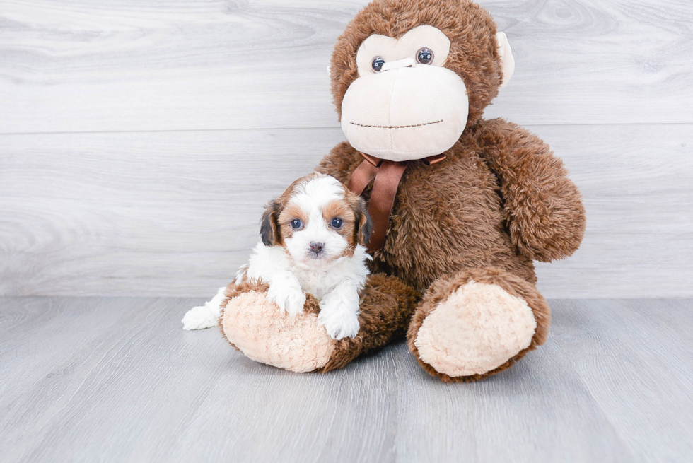 Teddy Bear Pup Being Cute