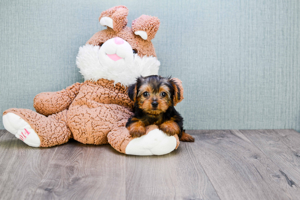 Meet Timmy - our Yorkshire Terrier Puppy Photo 