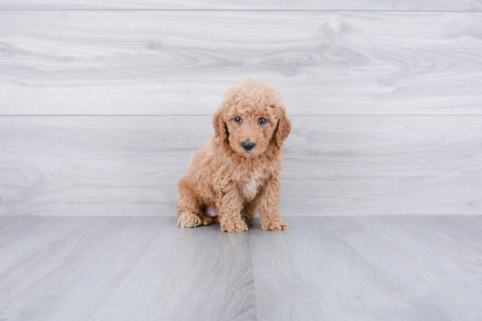 Friendly Mini Goldendoodle Baby