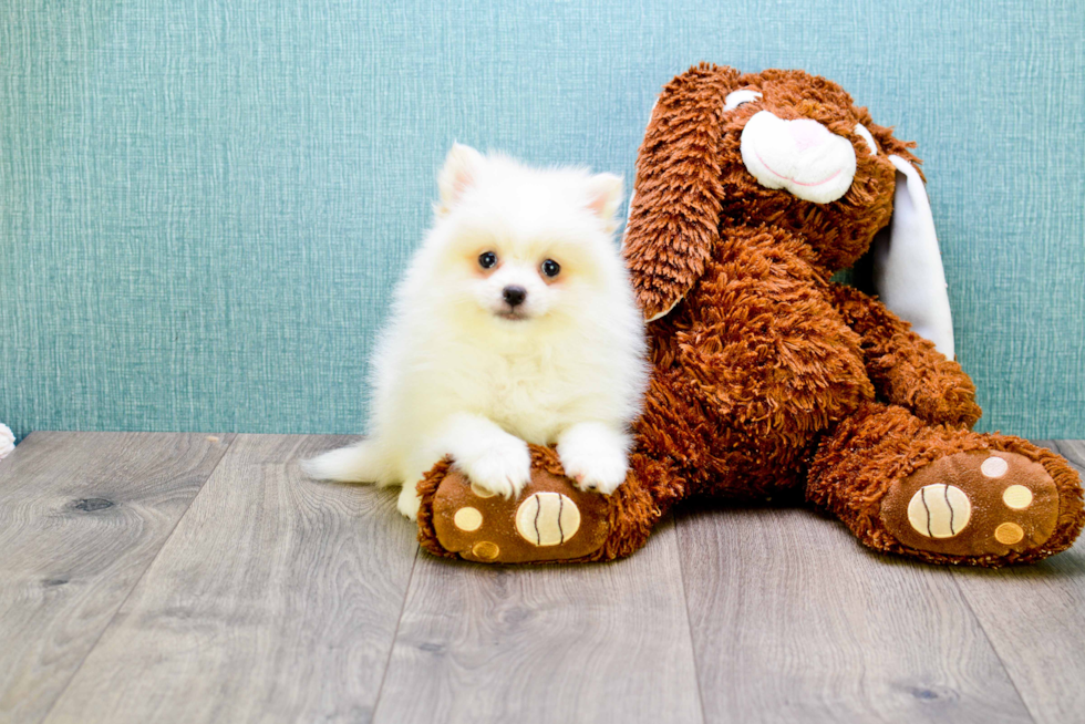 Pomeranian Puppy for Adoption