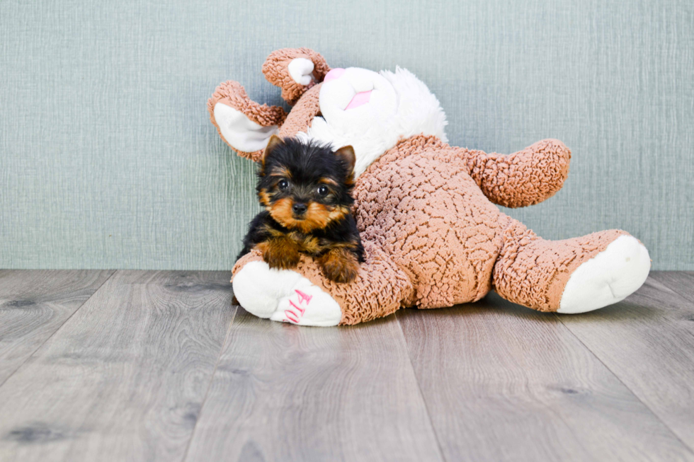 Meet Heidi - our Yorkshire Terrier Puppy Photo 