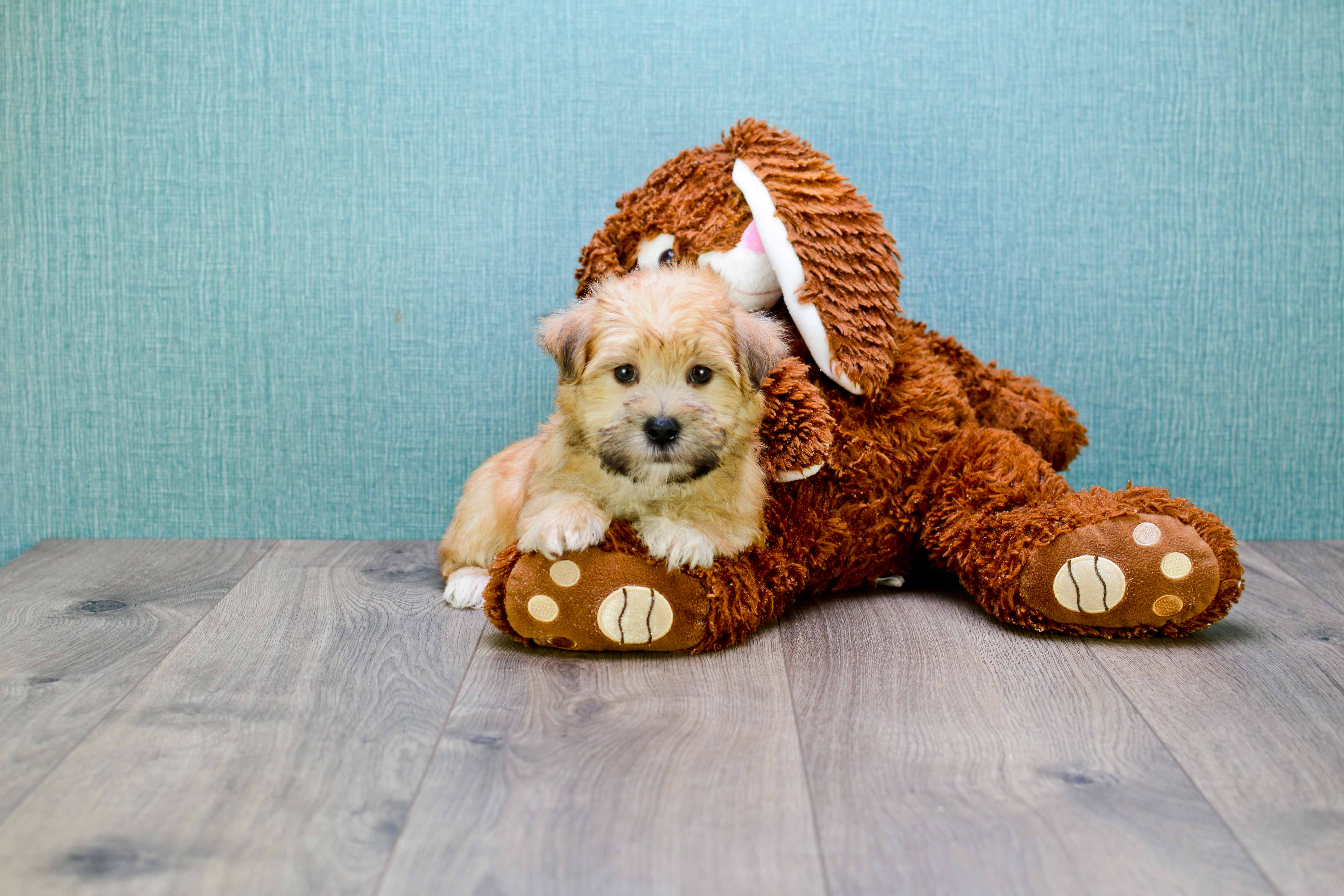Popular Morkie Designer Pup