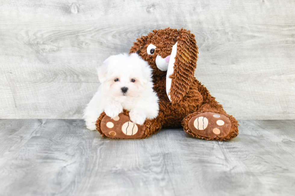 Best Maltipoo Baby