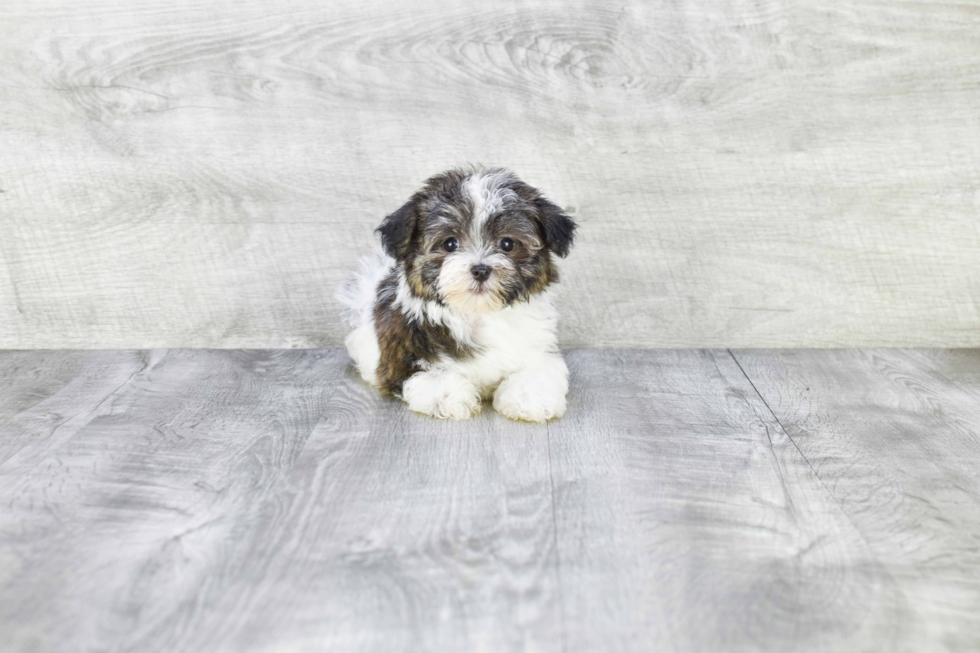 Happy Havanese Purebred Puppy