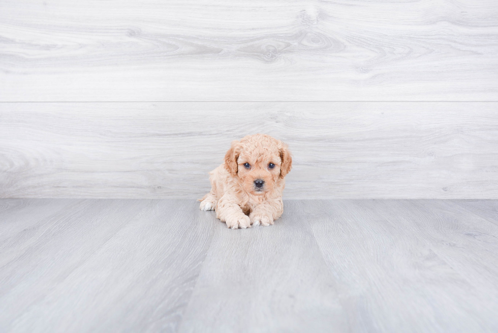 Petite Cavapoo Poodle Mix Pup