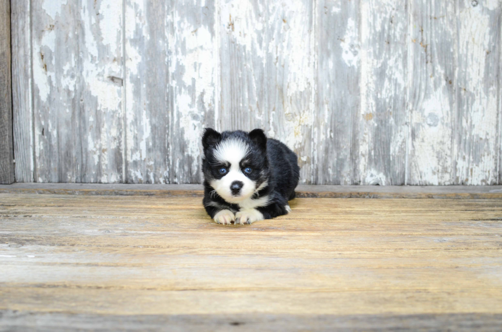 Smart Pomsky Designer Pup