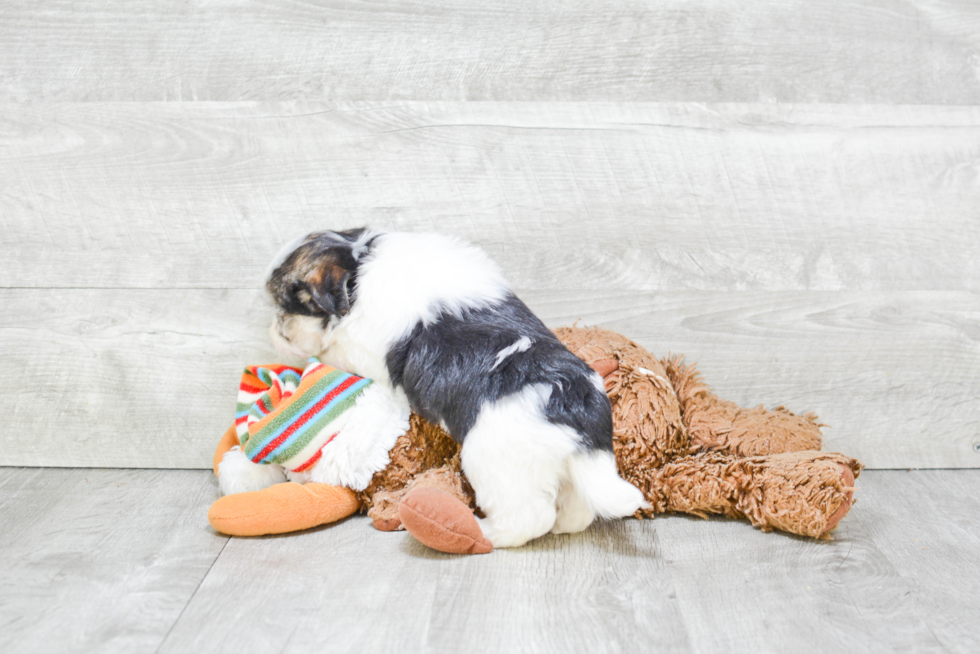 Popular Havanese Baby