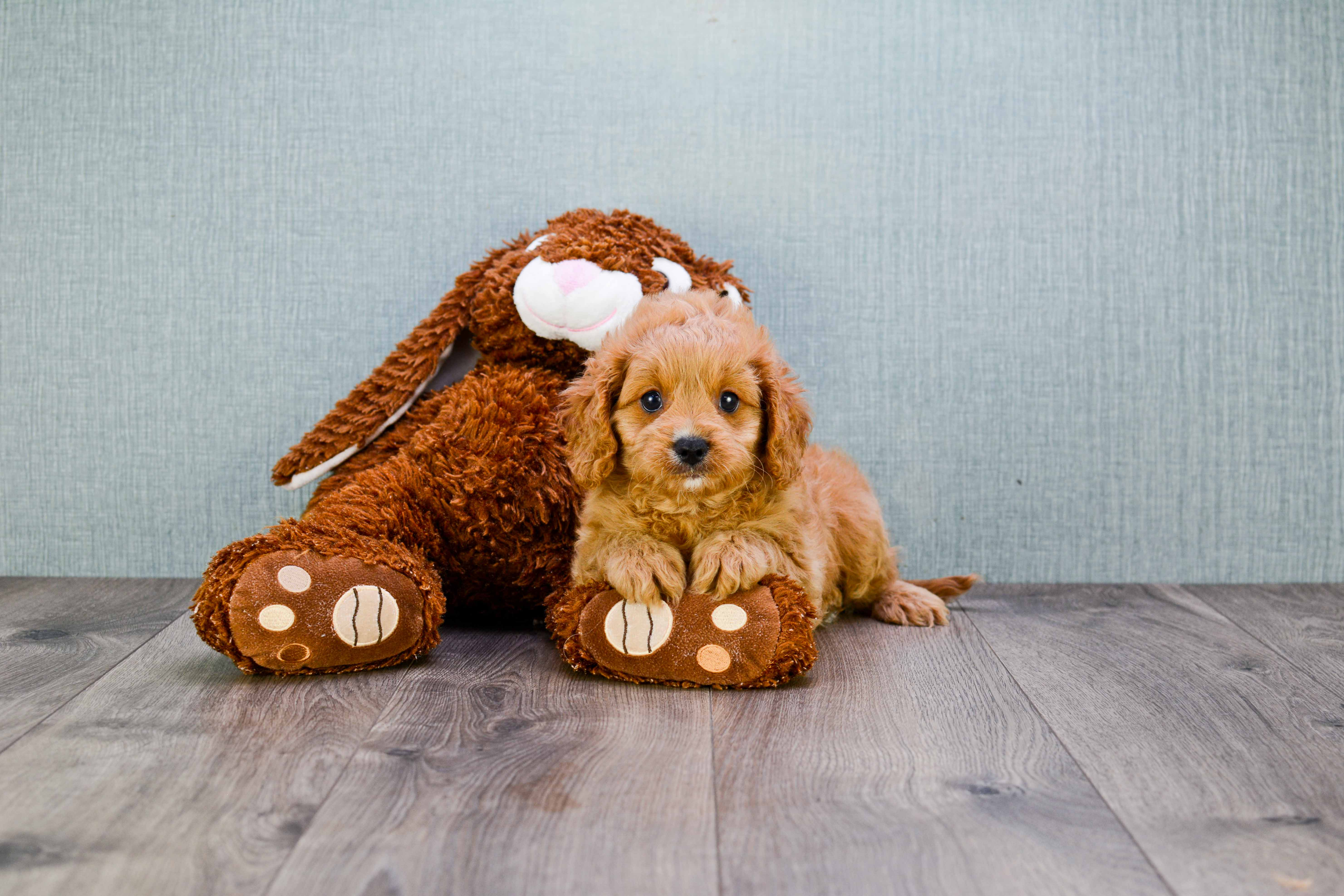 Cute Cavapoo Baby