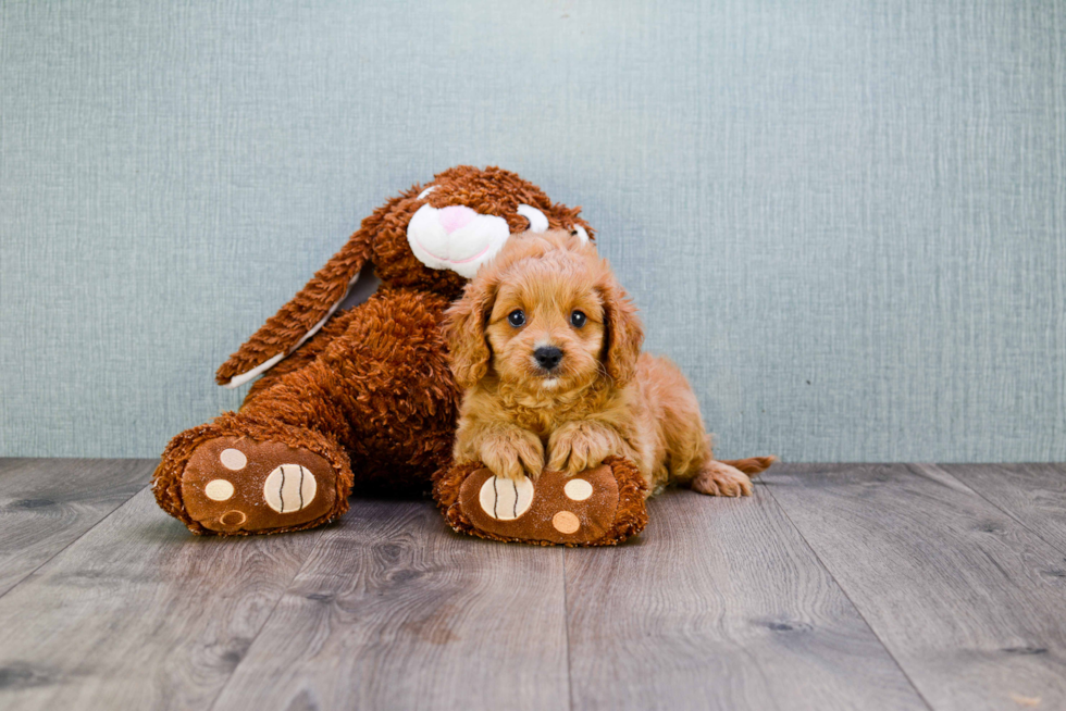 Cute Cavapoo Baby