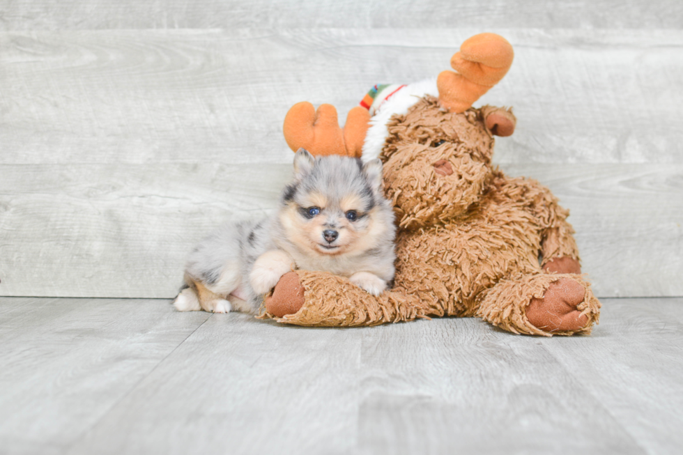 Popular Pomeranian Baby