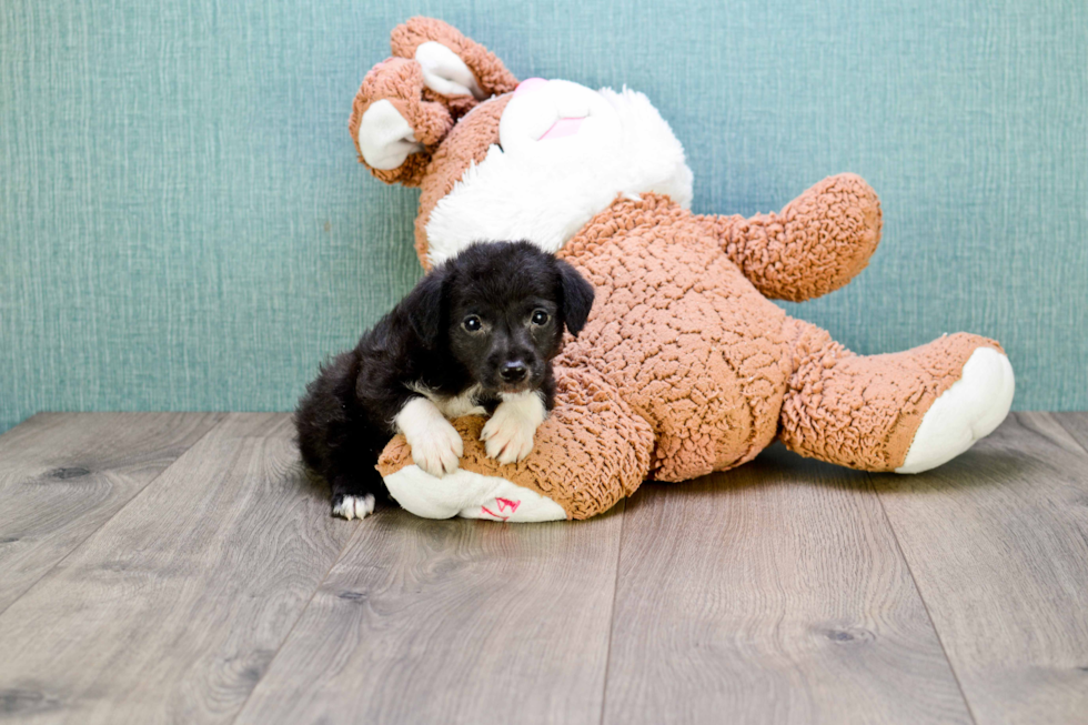 Playful Yorkie Doodle Poodle Mix Puppy