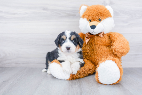 Cute Mini Bernedoodle Baby