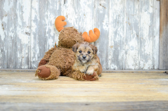 Hypoallergenic Yorkie Designer Puppy