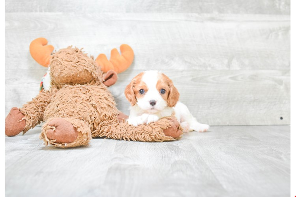 Small Cavapoo Baby