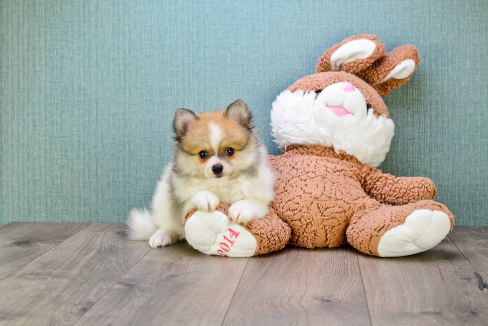 Hypoallergenic Pomeranian Baby