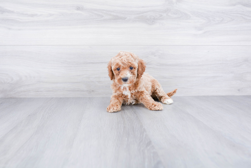 Petite Cockapoo Poodle Mix Pup