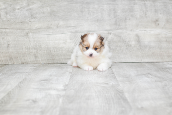 Sweet Pomeranian Purebred Puppy