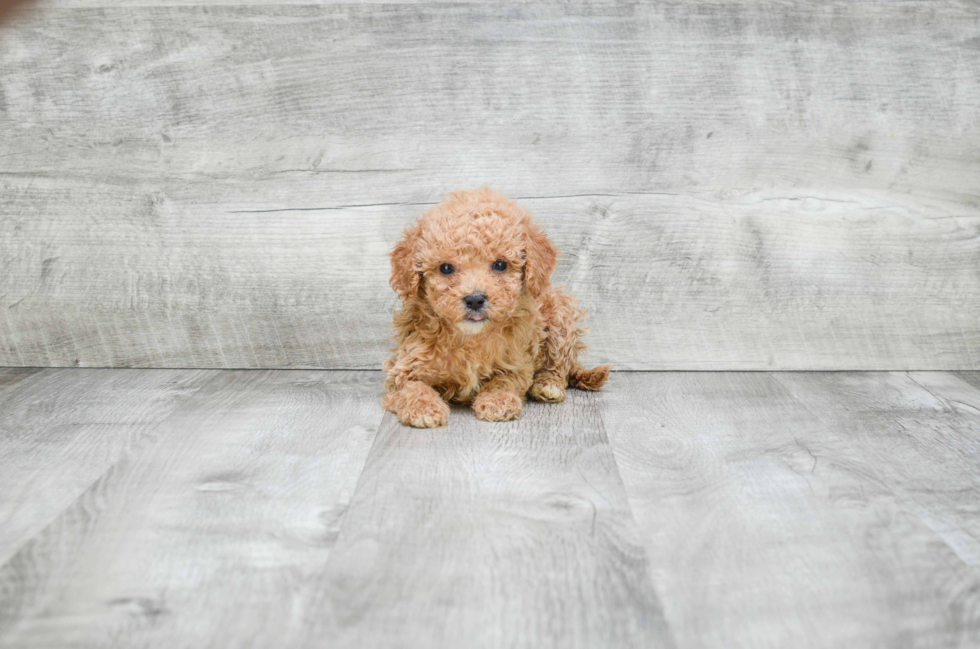 Cavapoo Pup Being Cute