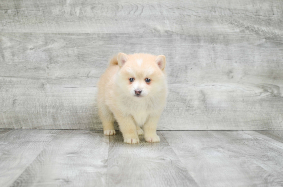 Hypoallergenic Mini Husky Designer Puppy