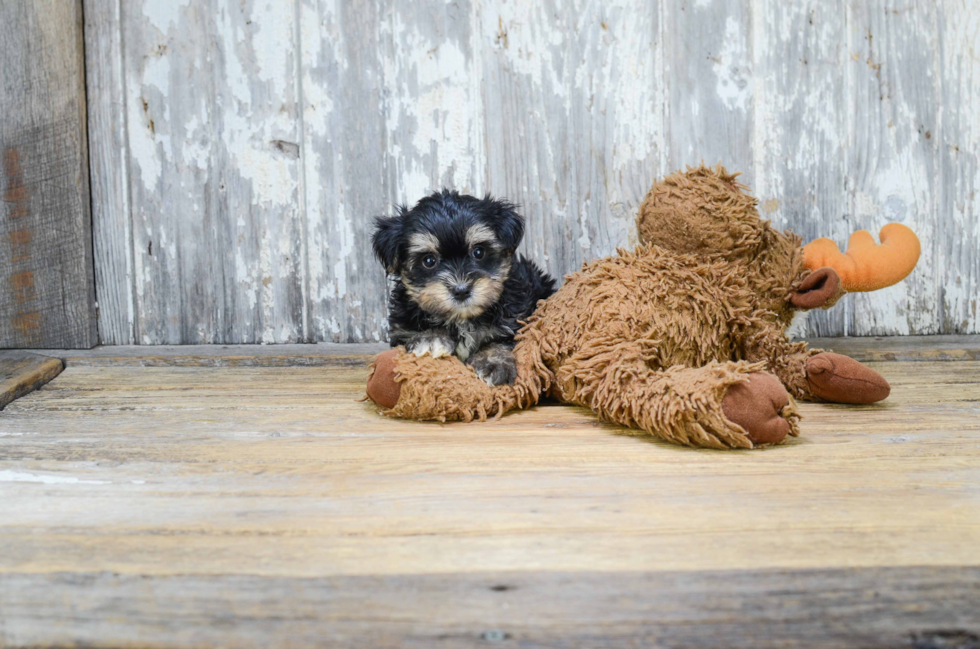 Petite Morkie Designer Pup