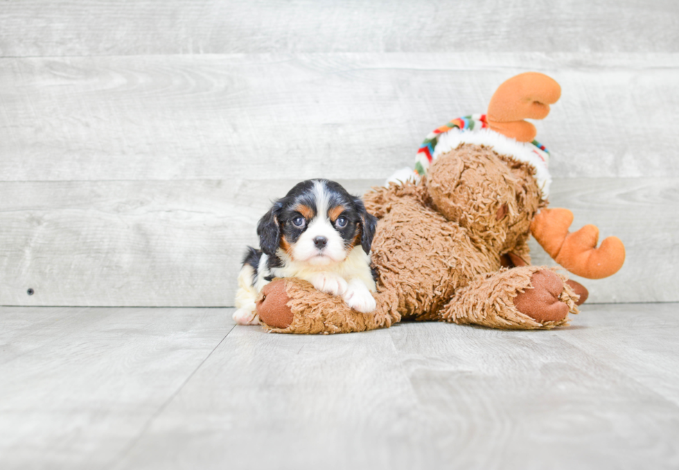 Cavalier King Charles Spaniel Pup Being Cute