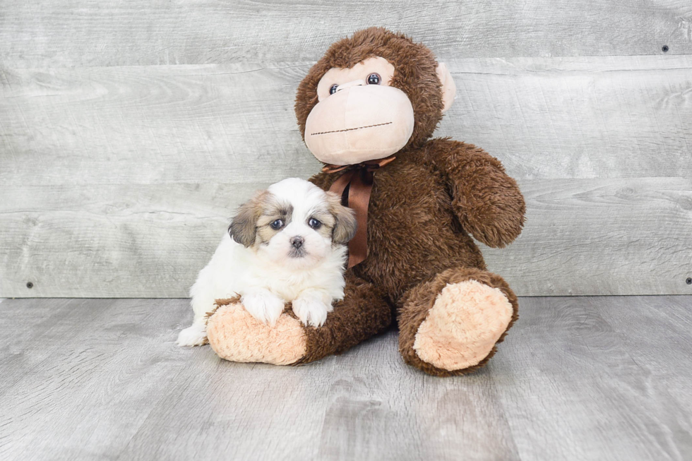 Teddy Bear Puppy for Adoption