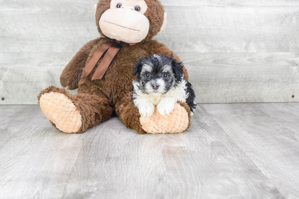 Playful Maltese Poodle Poodle Mix Puppy