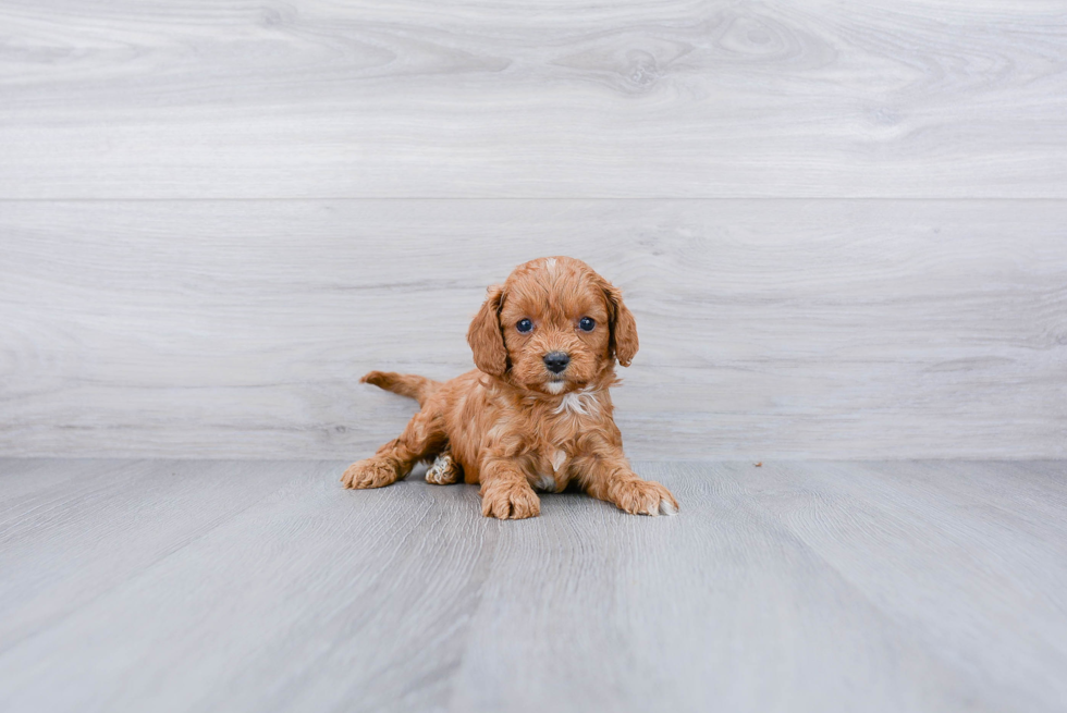 Smart Cavapoo Poodle Mix Pup