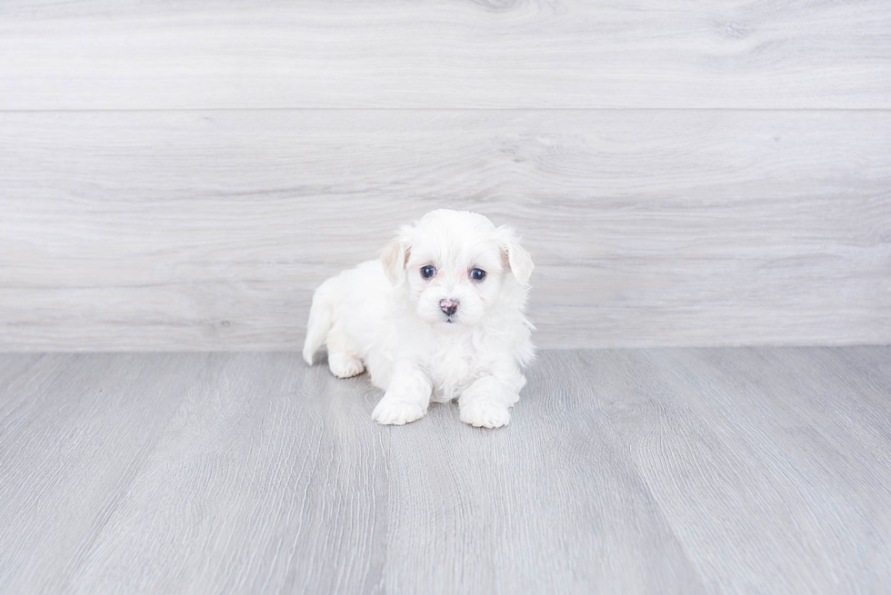 Maltipoo Pup Being Cute