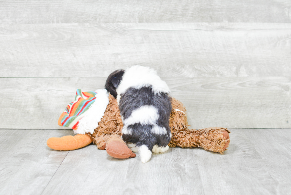 Havanese Pup Being Cute