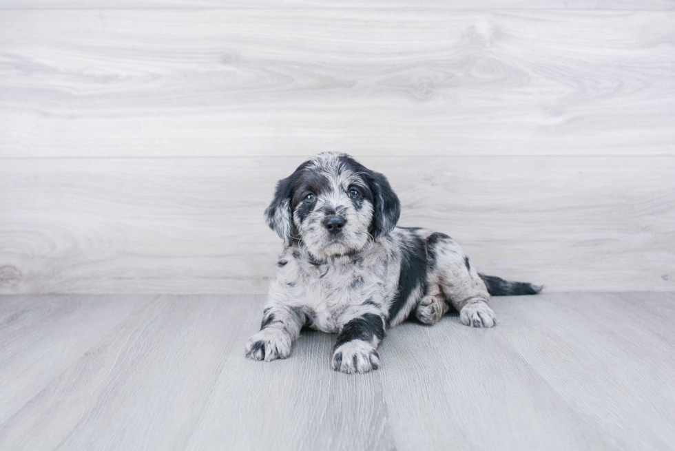 Happy Mini Labradoodle Baby