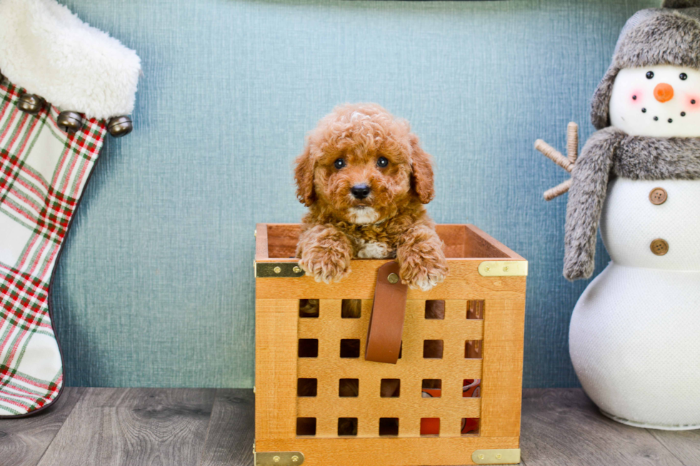 Adorable Golden Retriever Poodle Mix Puppy