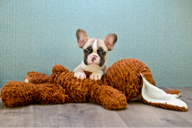 Sweet Frenchie Purebred Puppy