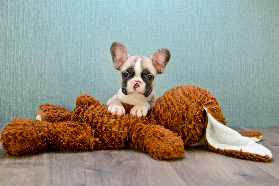 Sweet Frenchie Purebred Puppy