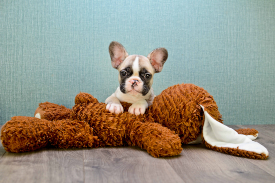 Sweet Frenchie Purebred Puppy