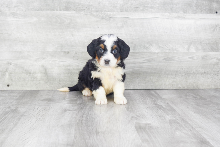 Little Mini Berniedoodle Poodle Mix Puppy