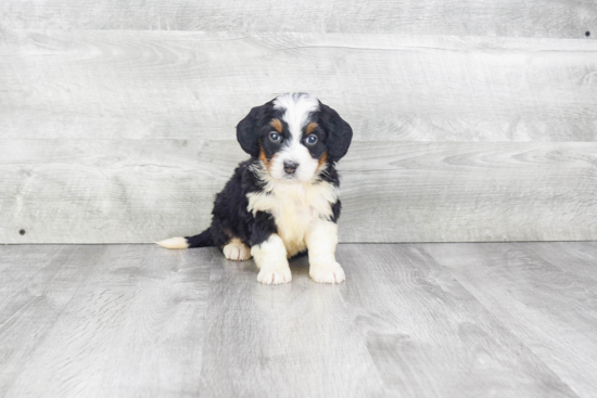 Little Mini Berniedoodle Poodle Mix Puppy